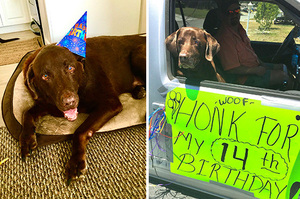 高齡狗狗跑不動坐副駕駛座兜風「高調慶祝」告訴大家：今天是偶的生日呦～