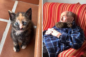 小貓咪緊抱100歲阿公入睡超溫馨「小碎步」貼心跟隨：阿公小心不要跌倒哦！