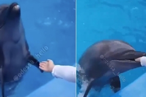 「對不起迪迪，我不是故意的」海豚誤以為男孩伸手餵食，大口咬傷小手手