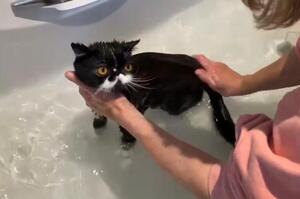 有一種貓叫「別人家的貓！」這隻天使貓「威爾伯」熱愛洗澡，每個星期主動要求主人幫牠沖一次澡！