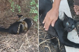 千鈞一髮之際！黑貓被蟒蛇纏繞瀕死，建築工人立馬使出CPR救援起死回生！