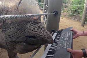 獨角犀牛在生日當天大露一手，網友直呼「這是我聽過最棒的鋼琴曲！」
