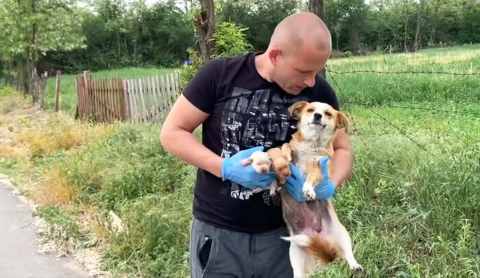 Dog Rescue Shelter Mladenovac