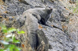 來自喜馬拉雅山上的巨型松鼠 體型巨大的牠讓網友看後表示「你確定那不是山貓嗎？」