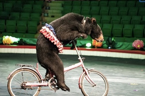 終於能活得像隻熊了！不再被迫表演，越南4隻馬戲團黑熊首度嘗到自由的滋味