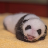 【年邁熊貓當媽啦！】 高齡熊貓誕生小寶寶 網友紛紛祝賀熊貓升級當馬麻！