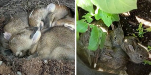 「這樣好溫暖～」盆栽驚見兔子寶寶挖洞「抱緊緊」互相取暖香甜入睡超療癒
