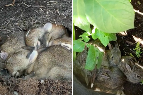「這樣好溫暖～」盆栽驚見兔子寶寶挖洞「抱緊緊」互相取暖香甜入睡超療癒