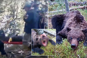可怕的「熊吃人」事件！俄羅斯16歲男孩慘遭兇猛野生棕熊襲擊，不幸遇難