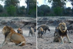 面對曾經戰績輝煌的年邁獅子，20隻鬣狗將會選擇攻擊，還是默默離去？