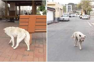 【馬麻別玩了，快出來好不好？】 忠狗尋找離世2年的馬麻，每天到城鎮尋找馬麻的身影。