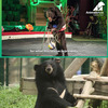 越南馬戲團承認利用動物表演是違反動物權利……亞洲黑熊四姐妹終於重新團聚！