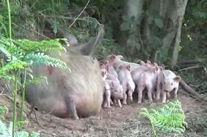 「媽媽會保護你們的」英國懷孕母豬逃離養殖場，樹林中產下9隻豬寶寶，最終獲好心人救助