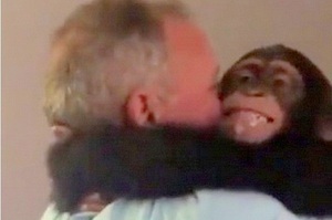 【你們來看我啦！】 黑猩猩被把拔馬麻的到來嚇得吐出飲料，回過神後馬上「抱緊處理」！