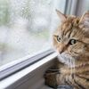 愛趴趴走的貓咪將被迫成為「宅貓」！澳洲墨爾本提出「24小時貓咪禁足令」保護野生動物引熱議