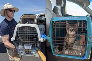 收容所爆滿！暖飛行員開飛機跨州帶51隻流浪貓咪「飛向希望」尋找新家