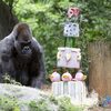 「一起說：生日快樂！」動物園準備超級美味「冰蛋糕」為世界上最年長大猩猩慶祝60歲大壽！