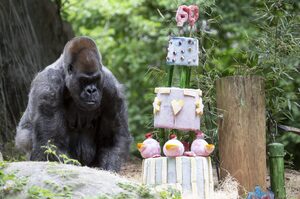 「一起說：生日快樂！」動物園準備超級美味「冰蛋糕」為世界上最年長大猩猩慶祝60歲大壽！