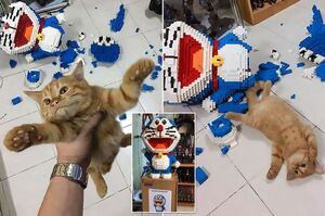 「一家不容二貓」泰國店員7天拼出2432塊哆啦A夢樂高模型，卻被無情貓主子瞬間摧毀