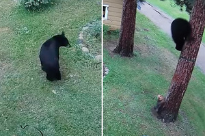 「人家下次不敢了啦！」黑熊闖院子覓食遇「嬌小約克夏」秒嚇歪狂奔爬樹避難