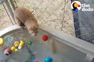 可愛暴擊！小水鼬的私人玩水時間，主人表示「這麼黏人可愛的小毛孩，誰不愛？