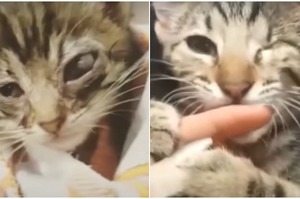 營養不良的小奶貓失去左眼，卻得到了一個溫暖的家：「現在的我健康又快樂！」