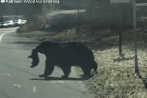 「全職媽媽的辛酸有誰懂？」黑熊媽帶4隻調皮小熊過馬路，狀況百出忙不過來，實在好崩潰！