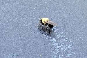 大黃蜂在車上前留下可愛的足跡，向車主示愛 ：「這是偶給你的小驚喜！」