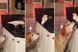 【大哥哥對偶真好，是時候報答牠了！】 鸚鵡偷取食物，親自餵起疼愛自己的汪星人哥哥。