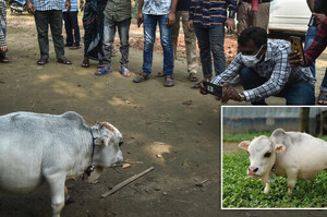 「世界最小奶牛」魅力無法擋！孟加拉市民不顧封城令，擠爆農場爭相合照
