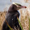 紐西蘭「企鵝醫院」積極保護瀕危「黃眼企鵝」：希望牠們可以繼續活下去！