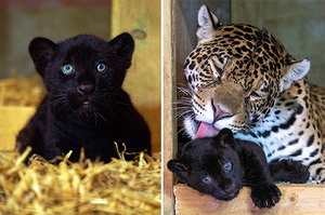 大貓保護區喜迎新成員！罕見黑豹寶寶「夢幻藍眼」配上烏黑閃亮毛髮成最萌焦點