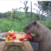 【擺好拍照po網打卡！】 土撥鼠溜進果園，偷吃蔬果之際還不忘最重要的儀式感。