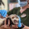 綠野仙踪成員也接種疫苗啦！美國動物園已開始為動物們注射新冠疫苗來對抗病情。