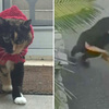 十八歲老貓咪被偷！美國女外送員光天化日下「順手牽貓」裝紙袋全被監視器拍下