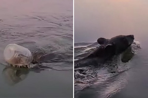 「終於得救了！」小熊「頭卡塑膠桶」湖裡掙扎喘氣被熱心遊客合力救援