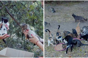 暖志工拯救公園兩小喵突被「上百隻貓咪包圍」急買成堆罐頭餵食：慢慢吃不要急！