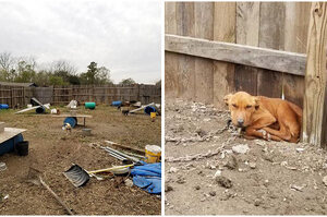 「拜託救救我們！」38隻狗狗被綁後院「挨餓受凍」見救援志工熱情搖尾巴撒嬌
