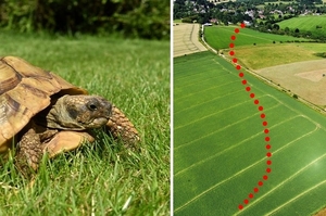 「龜速逃家之旅」離家一年的小烏龜只走「965公尺」，平均時速僅11公分