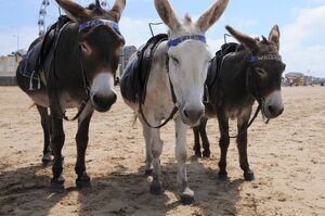 在30攝氏度熱浪襲擊下，驢子們被迫到沙灘接客，網友表示：非常不人道！
