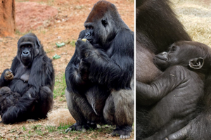 全球首創！黑猩猩把拔幫兒子過生日，以直播方式供全球觀眾參與！
