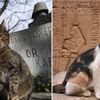 神秘的關聯！貓咪穿梭在墓園裡與古埃及人「愛貓之謎」展現人貓萬年情
