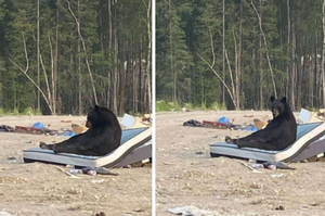 女士在垃圾場裡發現「坐在床墊上沉思的黑熊」，女士感嘆：自然界也不好混對吧？