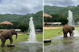 秒變水上樂園！小象在破損水管前玩耍，跳起水上芭蕾玩得超盡興！