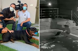 狗狗意外滑落泳池「驚慌掙扎」小主人毫不猶豫跳水搶救：牠是我的好朋友！