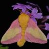 「會飛的馬卡龍」告別單調不美麗的刻板印象，飛蛾的外表也能玩爆蝴蝶好嗎！