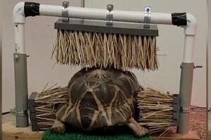 動物園為烏龜製作了超爽按摩機，又能按摩瘙癢烏龜表示：非常Kimoji，偶喜歡!