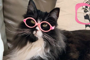 眼鏡店的鎮店之寶！小朋友不要怕，讓貓咪幫你選出最適合你的眼鏡款式吧！