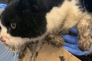 貓咪被粘鼠板弄傷，各組織呼籲禁止使用粘鼠板並稱「粘鼠板是一種慘無人道的殺生手法！」