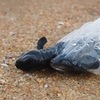 太心疼了！剛出生的海龜寶寶被塑料袋困著無法回家